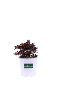 Coprosma Repens Pacific Sunset v17 egarden.store online