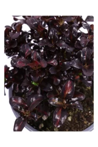 Coprosma Repens Pacific Sunset v17 egarden.store online