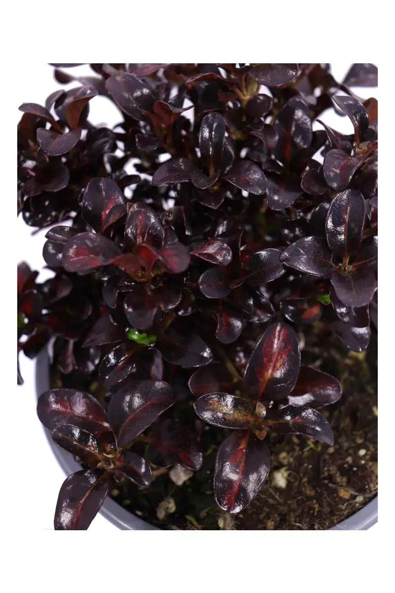 Coprosma Repens Pacific Sunset v17 egarden.store online