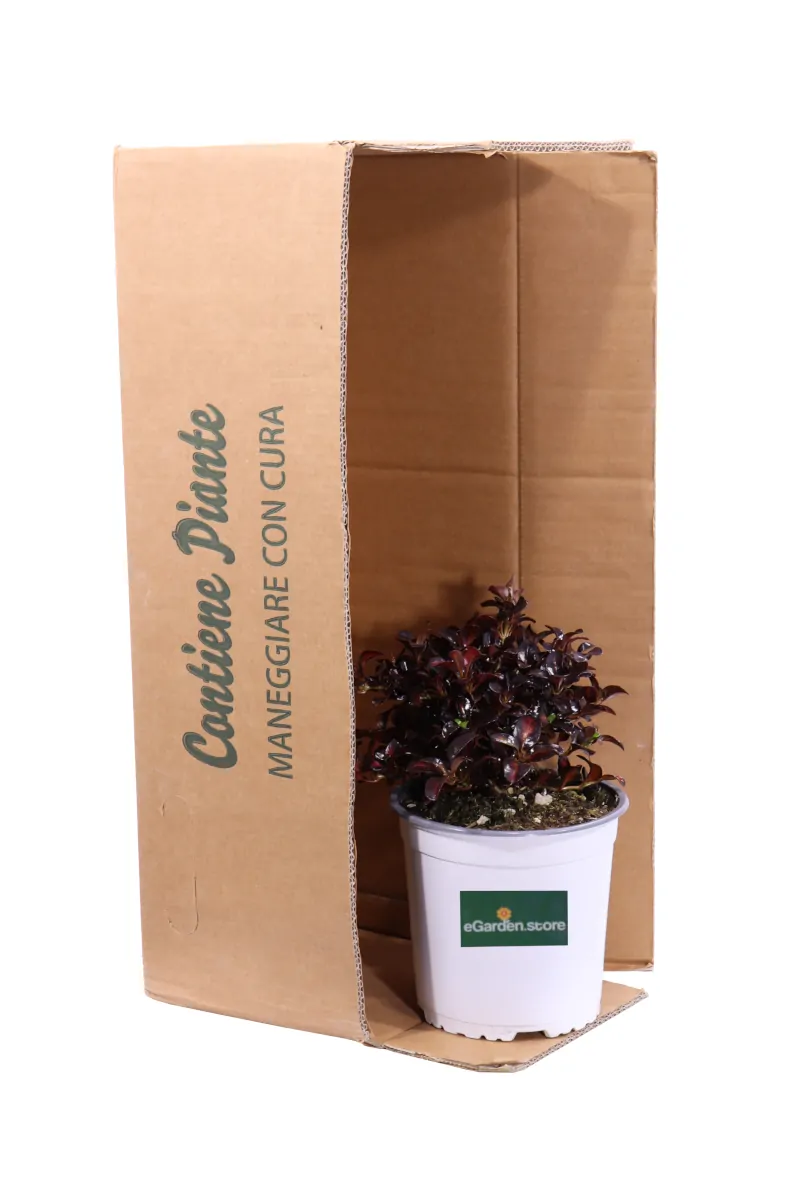 Coprosma Repens Pacific Sunset v17 egarden.store online
