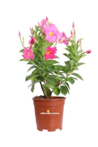 Dipladenia Sanderi Rosa v14 egarden.store online