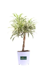 Dracena Reflexa - Pleomele Song of India v17 egarden.store online