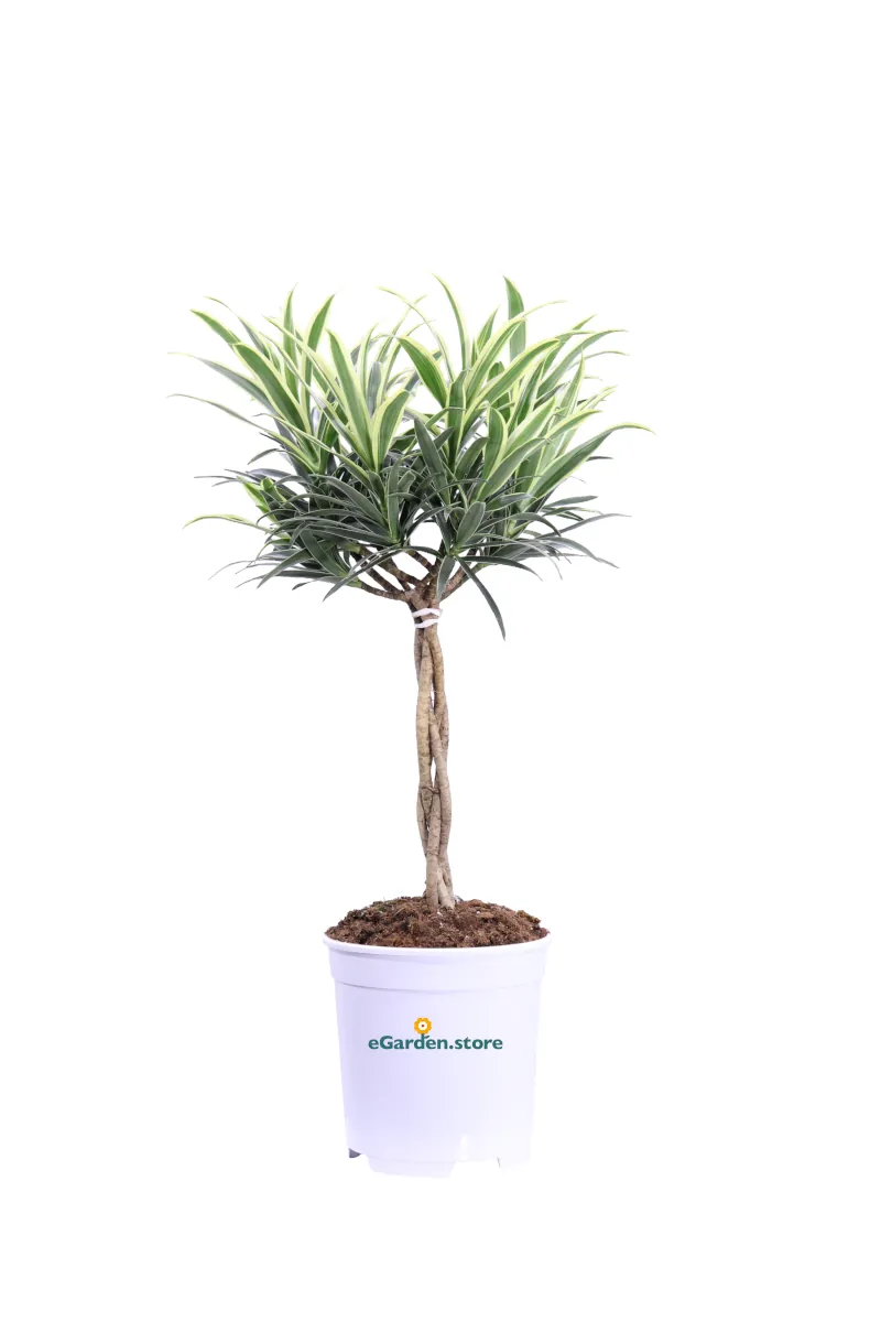 Dracena Reflexa - Pleomele Song of India v20 egarden.store online