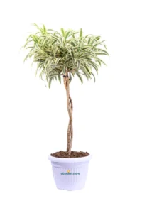 Dracena Reflexa - Pleomele Song of India v24 egarden.store online