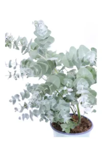 Eucalipto - Eucalyptus Perriniana v19 egarden.store online