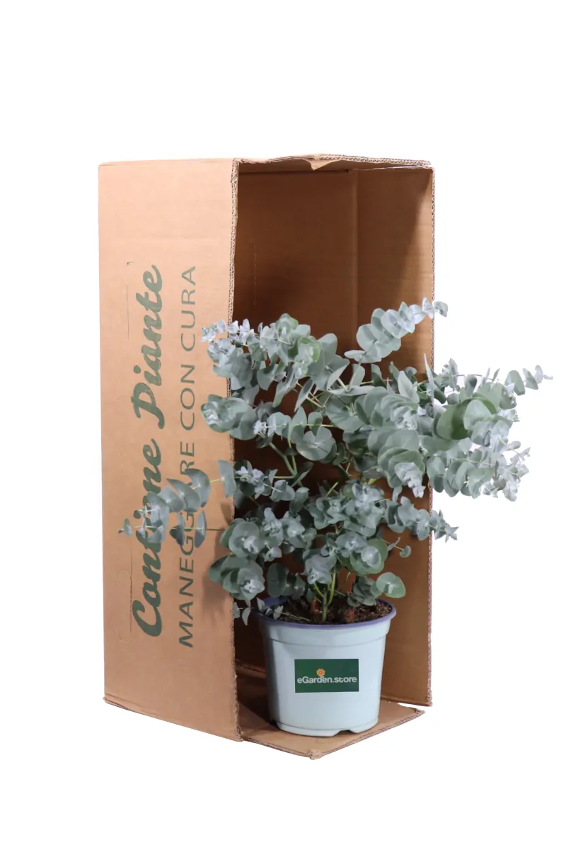 Eucalipto - Eucalyptus Perriniana v19 egarden.store online