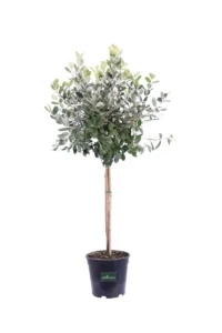 Feijoa Alberello - Acca Sellowiana v21 egarden.store online