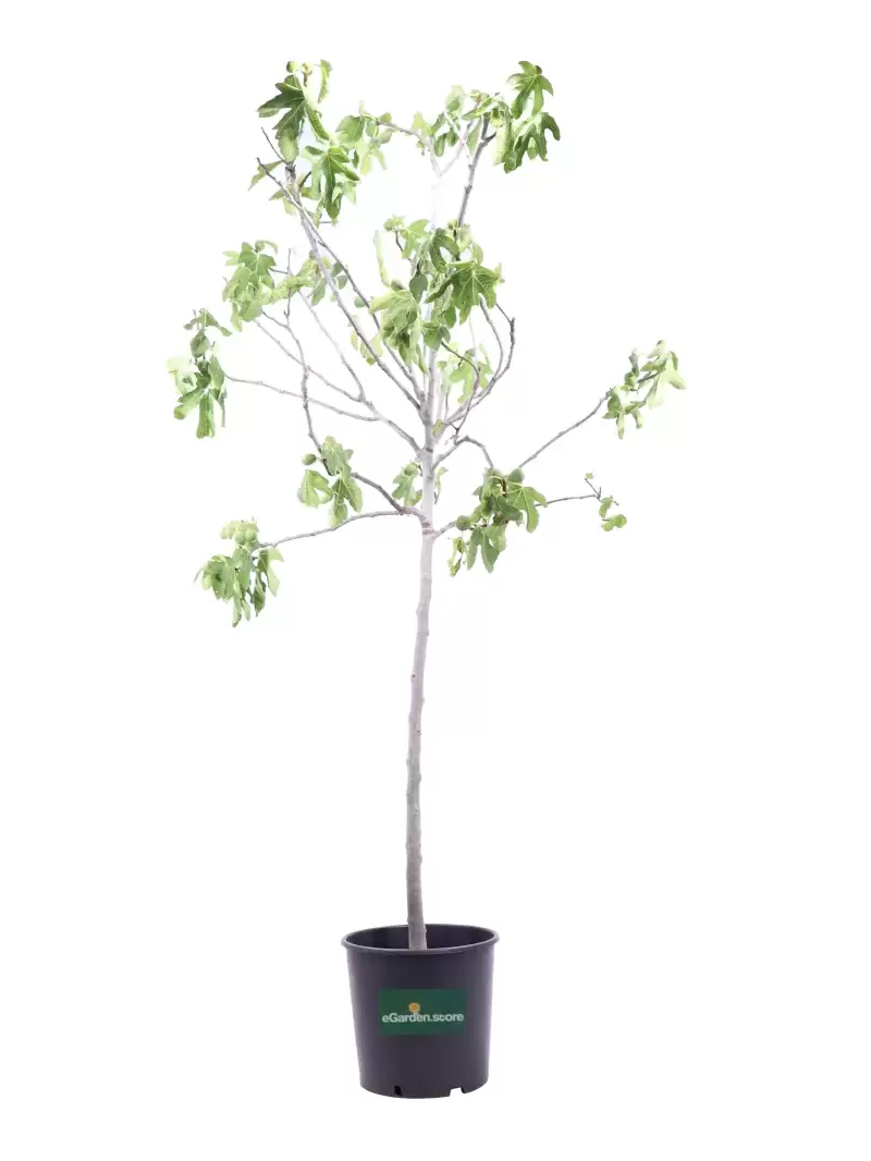 Fico - Ficus Carica Frutto Nero v30 egarden.store online