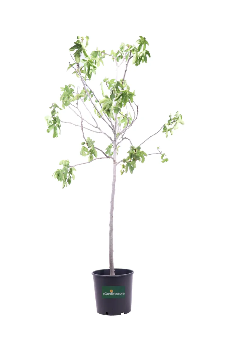 Fico - Ficus Carica Frutto Nero v30 egarden.store online