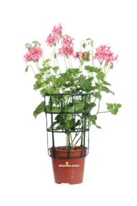 Geranio Parigino - Pelargonium Peltatum Rosa v14 egarden.store online