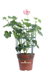 Geranio Parigino Rosa v14 egarden.store online