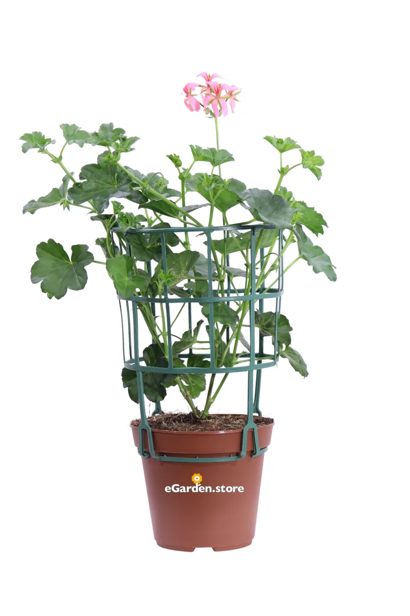 Geranio Parigino Rosa v14 egarden.store online