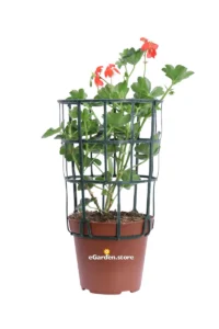 Geranio Parigino Rosso v14 egarden.store online