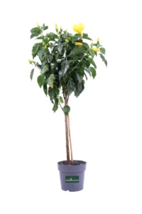 Hibiscus Rosa Sinensis Alberello V.21 Cm - Varie Colorazioni