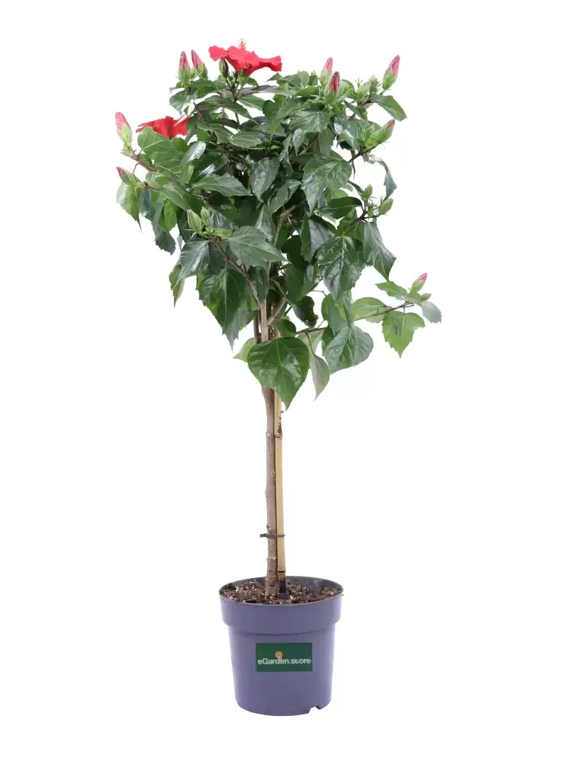 Hibiscus Rosa Sinensis Alberello Rosso v21 egarden.store online