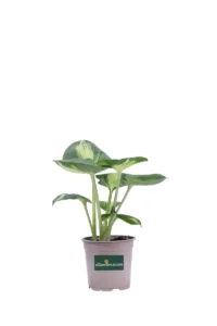 Hosta Dream Queen v13 egarden.store online
