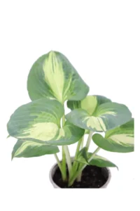 Hosta Dream Queen v13 egarden.store online