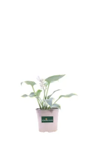 Hosta First Frost v13 egarden.store online