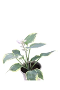 Hosta First Frost v13 egarden.store online
