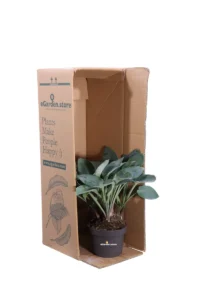 Hosta Halcyon v13 egarden.store online