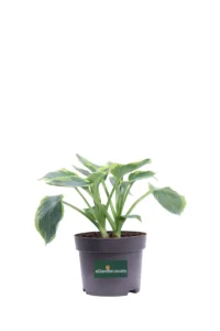 Hosta His Honor v17 egarden.store online