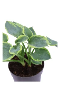 Hosta His Honor v17 egarden.store online
