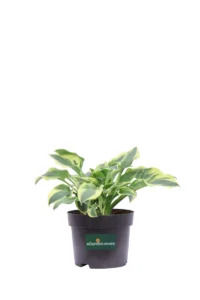 Hosta Patriot v17 egarden.store online