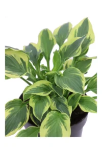 Hosta Patriot v17 egarden.store online