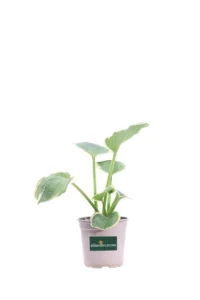 Hosta Pizzazz v13 egarden.store online