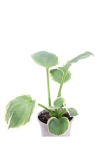 Hosta Pizzazz v13 egarden.store online