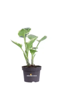 Hosta X Fortunei Francee v13 egarden.store online