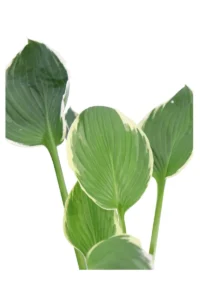 Hosta X Fortunei Francee v13 egarden.store online