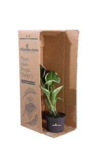 Hosta X Fortunei Francee v13 egarden.store online