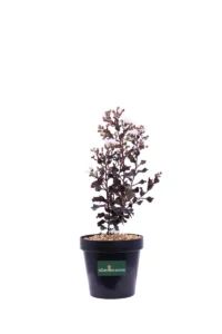 Lagerstroemia Indica Coconut Sorbet v20 egarden.store online