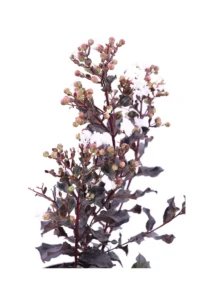 Lagerstroemia Indica Coconut Sorbet v20 egarden.store online