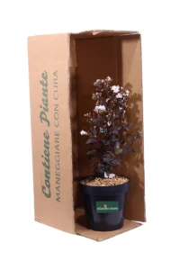 Lagerstroemia Indica Coconut Sorbet