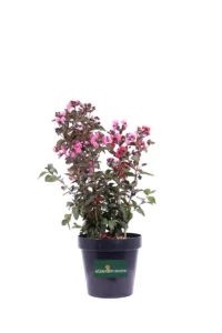 Lagerstroemia Indica Double Dynamite v20 egarden.store online
