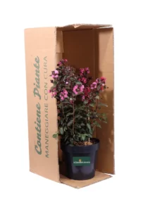 Lagerstroemia Indica Double Dynamite v20 egarden.store online