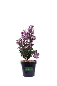 Lagerstroemia Indica Rhapsody In Blue v20 egarden.store online
