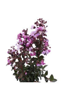 Lagerstroemia Indica Rhapsody In Blue v20 egarden.store online