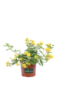 Lantana Sellowiana Gialla v14 egarden.store online