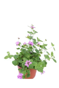 Lantana Sellowiana Viola v14 egarden.store online