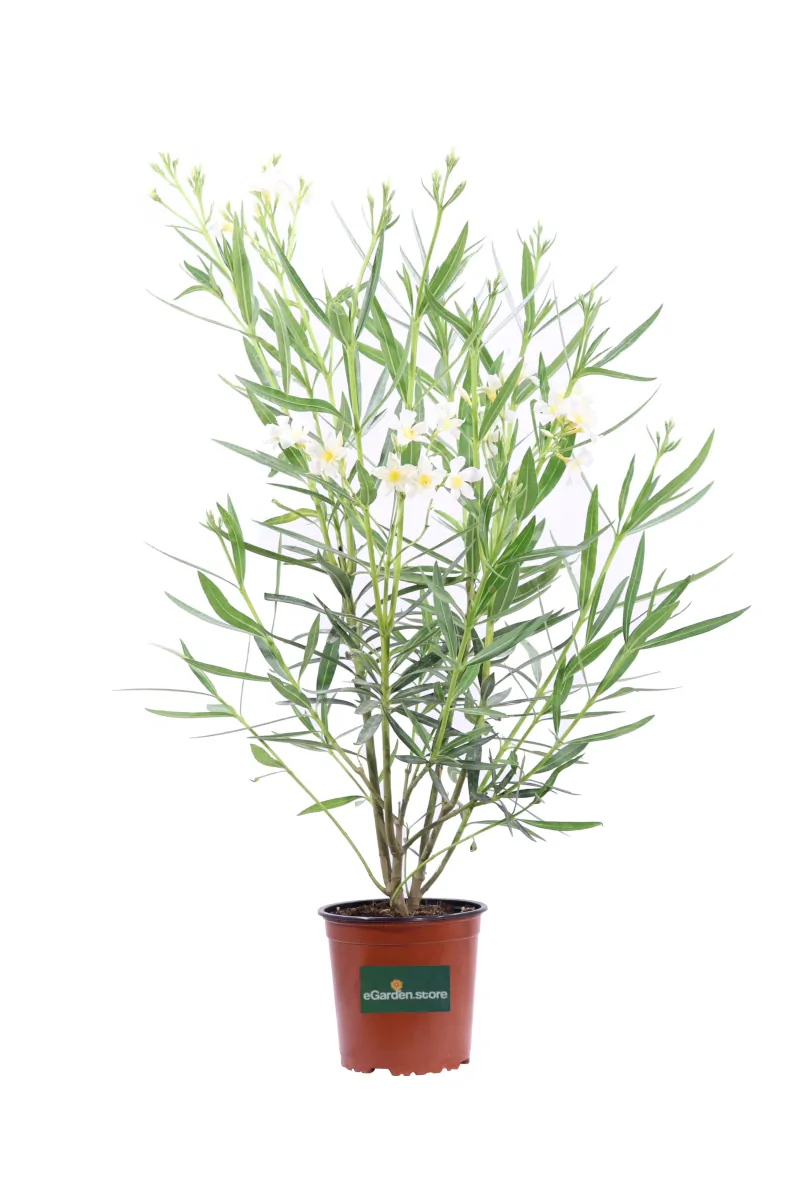 Oleandro - Nerium Oleander Leteum Plenum v17 egarden.store online