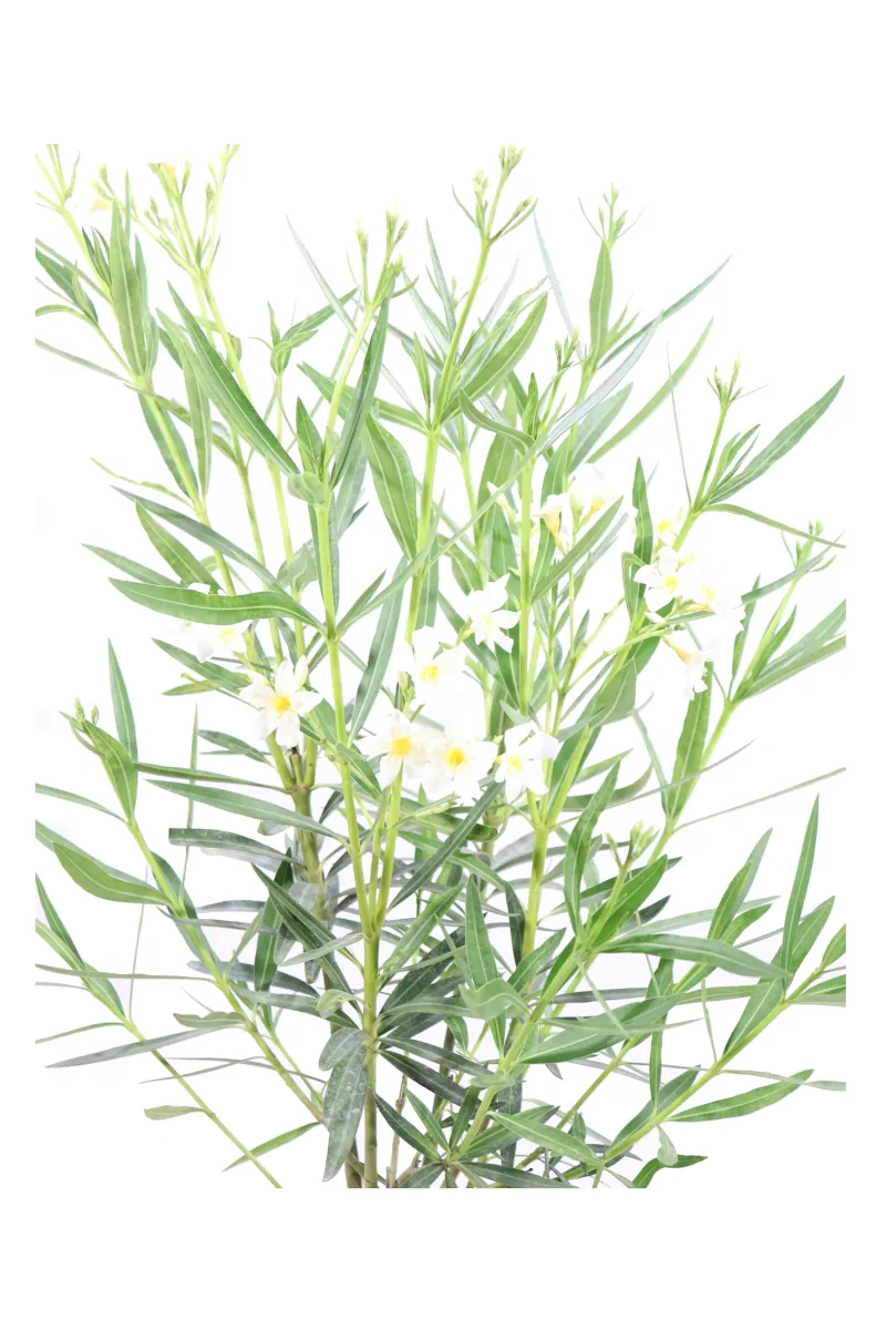 Oleandro - Nerium Oleander Leteum Plenum v17 egarden.store online