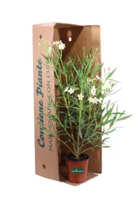 Oleandro - Nerium Oleander Leteum Plenum v17 egarden.store online