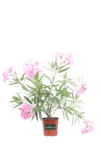 Oleandro - Nerium Oleander Tito Poggi v17 egarden.store online