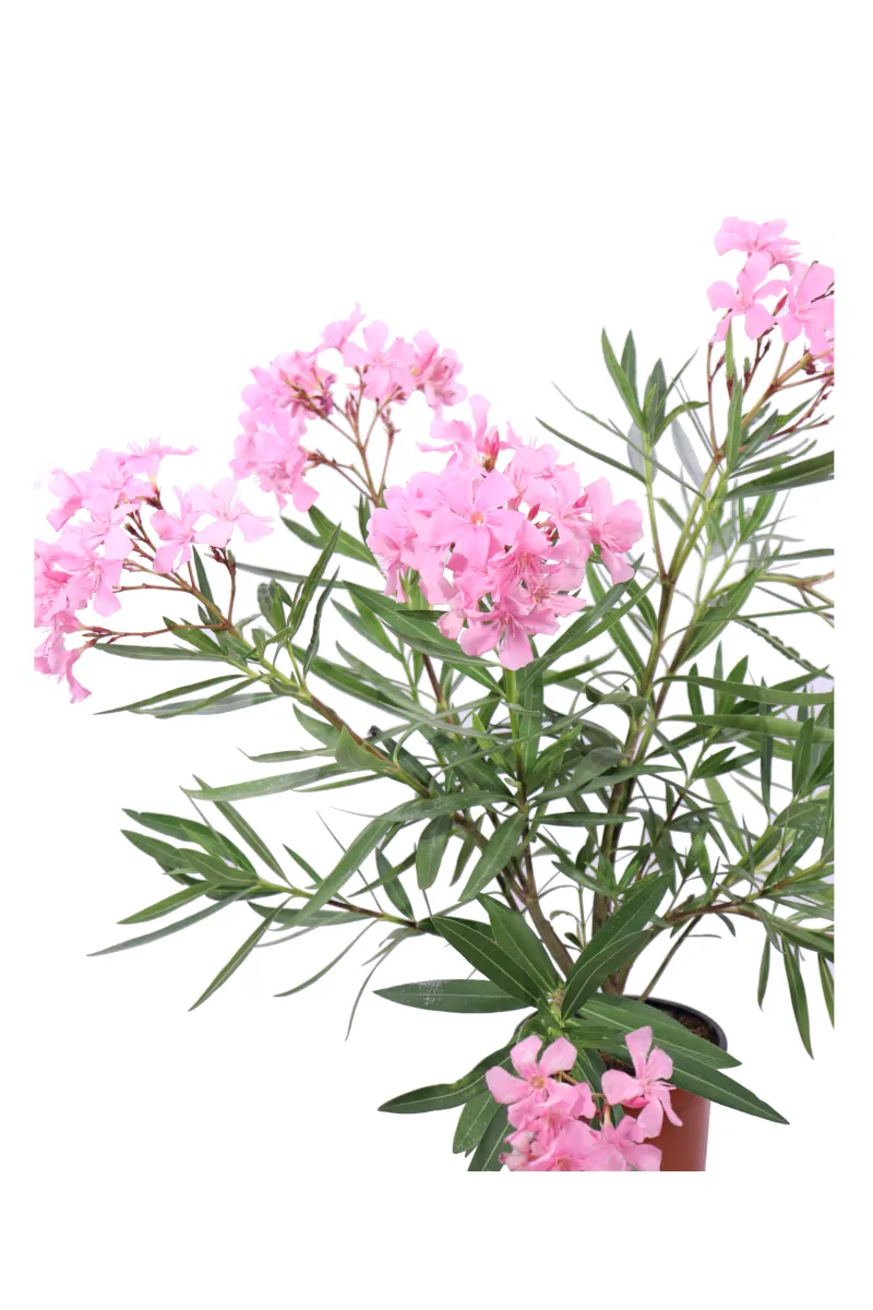 Oleandro - Nerium Oleander Tito Poggi v17 egarden.store online