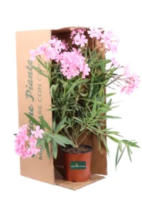 Oleandro - Nerium Oleander Tito Poggi v17 egarden.store online