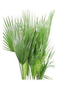 Palma Californiana - Washingtonia Filifera