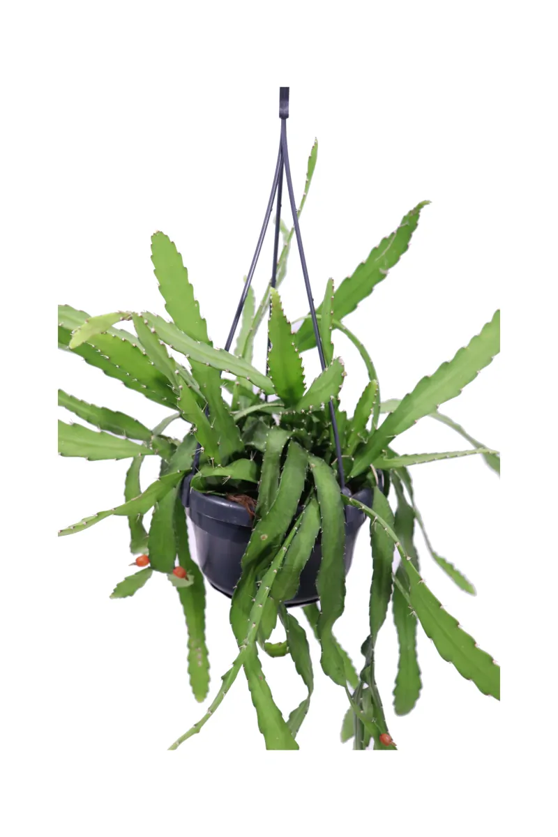 Rhipsalis Monacantha v14 egarden.store online